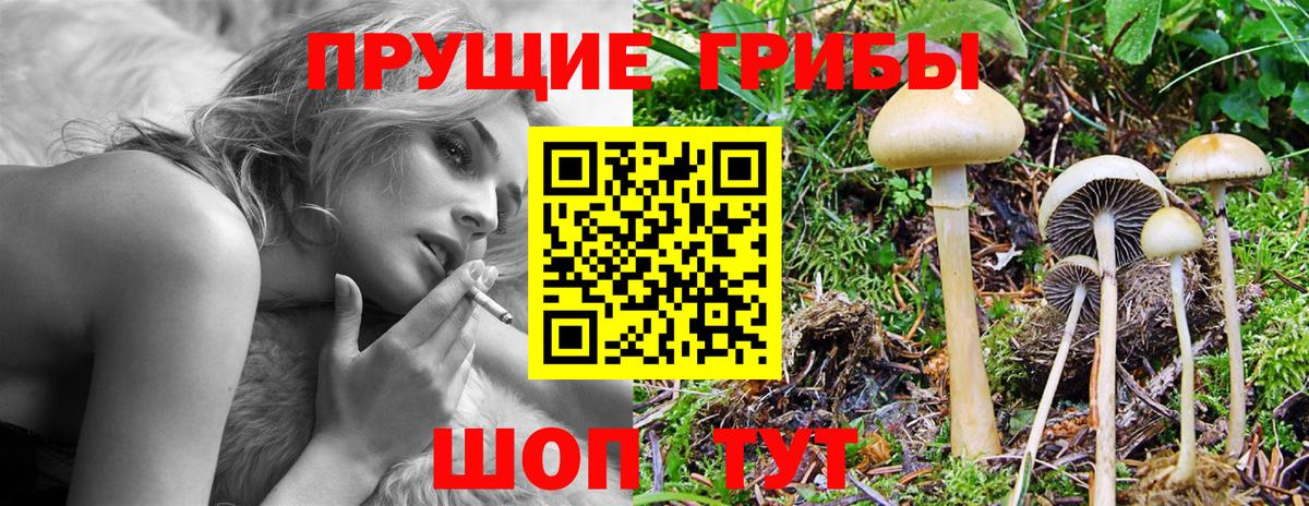 Киселёвск  Псилоцибиновые грибы мицелий  Галлюциногенные грибы мухоморы  Вход с VPN 